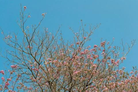 Pink pantip tree Stock Photos