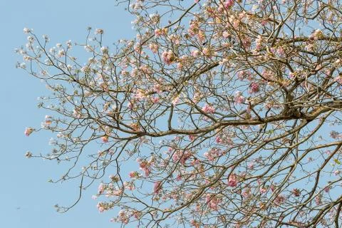 Pink pantip tree Stock Photos