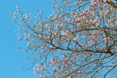 Pink pantip tree Stock Photos