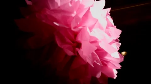 Pink paper flower, dark background Stock Footage 60054922