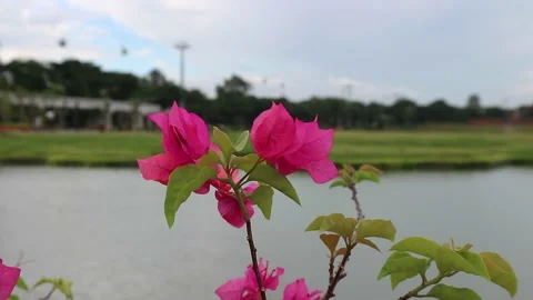 Pink paper flower or bugenvil Stock Footage 234821206
