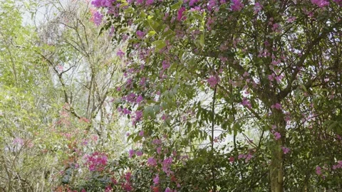 Pink paper flowers tree 4k 60p Stock Footage 233835498