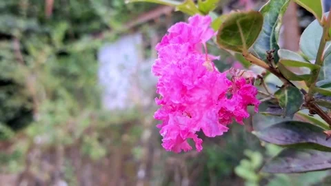 Pink paper Stock Footage 329908467