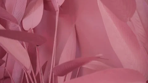 Pink Paper Leaves Studio Setup Video stock 263848019