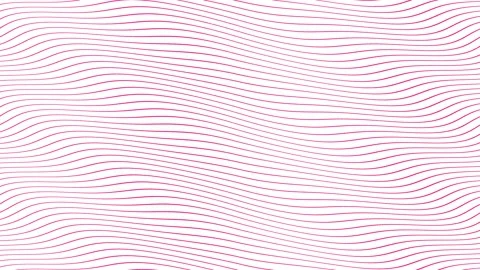Pink parallel wave lines slow flowing animation on isolated white background. Stock Footage 202592960