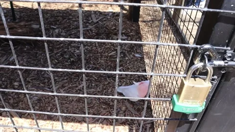 Pink Parrot Koala Sleeping at a conservation sanctuary Stock Footage 229457589