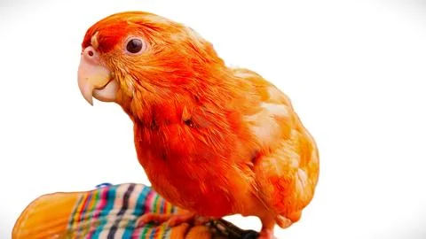 Pink parrot Foto stock