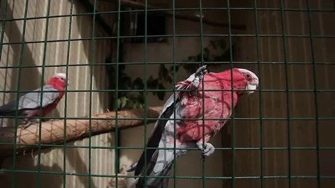Pink parrot sitting on the cage Stock Footage 69138450