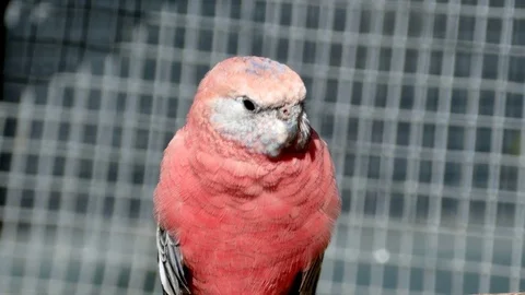 Pink Parrot Sitting Still On A Perch Stock Footage