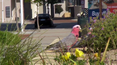 Pink Parrots Stock-Footage 5298246