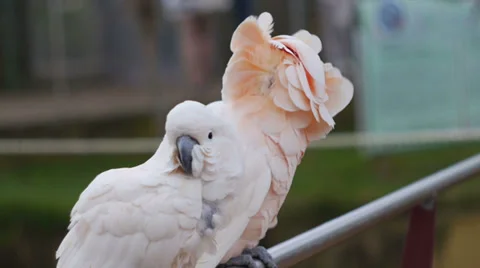 Pink Parrots 스톡 동영상 34481799