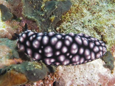 Pink patterned nudibranch with black body, pustule warty snail (Phyllidiella Stock Photos