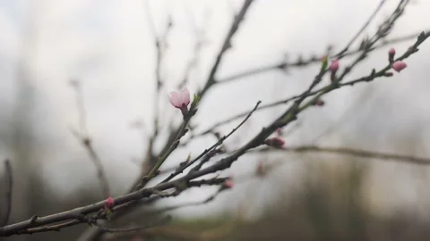 Pink Peach blooms on the tree Stock Footage 188535696