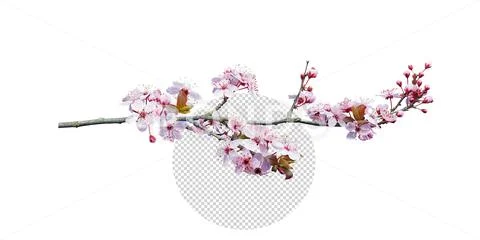 Pink peach blossom in spring PSD Template