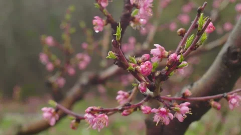 Pink Peach blossom tree Vídeos de archivo 166530449