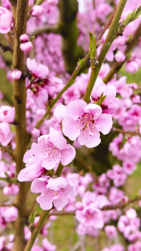 Pink Peach blossom tree in full blooms Stock Footage 302365482