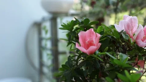 Pink peach tree flower blossoming Stock Footage 75359657