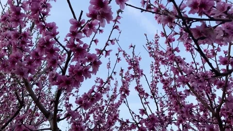 Pink peach trees blooming branches against blue sky Stock Footage 148113614