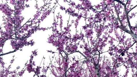 Pink peach trees blooming branches Stock Footage 148113628
