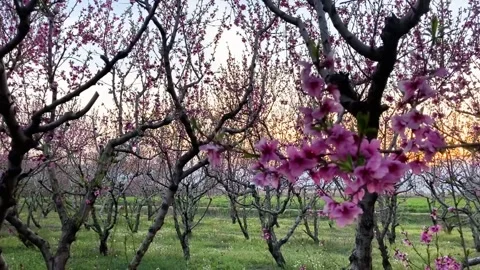 Pink peach trees with blooming branches during sunset Stock Footage 148370909