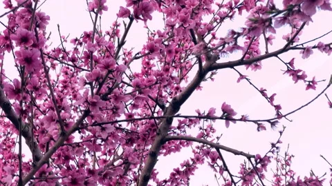 Pink peach trees blooming branches Stock Footage 150146382