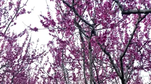 Pink peach trees field with blooming branches Stock Footage 148370819