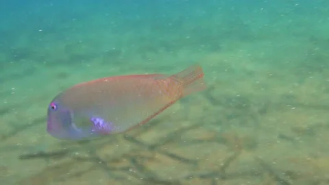 Pink Pearly Razor Fish Close Shot Underwater, Slow Motion Video stock 150738239