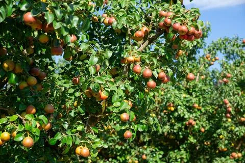 Pink pears on trees Foto stock
