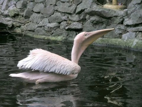 Pink pelican Stock Photos