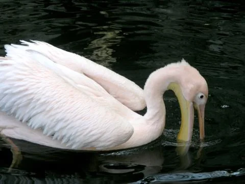 Pink pelican Stock Photos