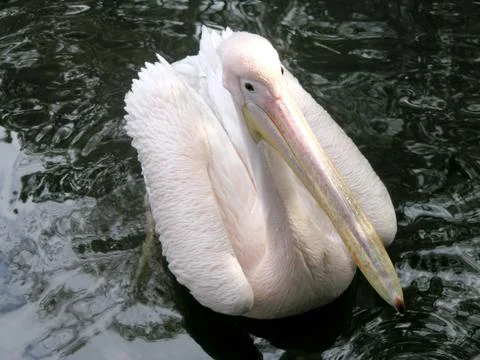 Pink pelican Stock Photos
