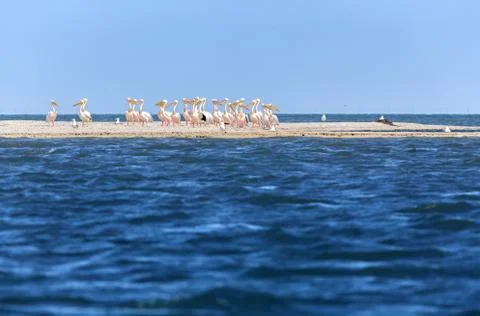 Pink pelicans Photos