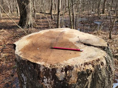 Pink pencil on tree stump in forest or woods Stock Photos
