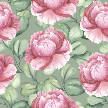 Pink peonies and eucalyptus. Large flowers on the background of green leaves. Stock Illustration