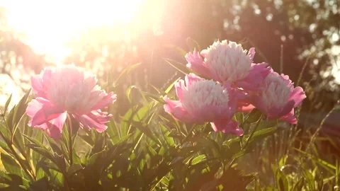 Pink peonies on a background of greenery in the rays of the setting sun Stock Footage 135673909