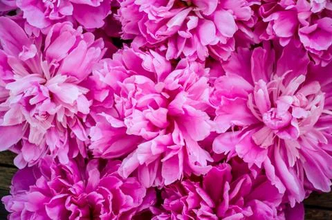 Pink peonies background. Stock Photos