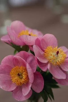 Pink peonies on the background Stock Photos