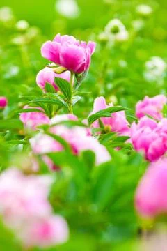 Pink peonies on a bed Stock Photos