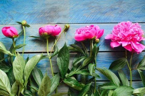Pink peonies on a blue table Stock Photos