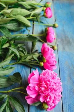 Pink peonies on a blue table Stock Photos