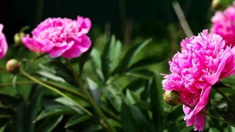 Pink peonies on blurred background Stock Footage 112879836