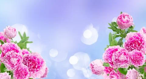 Pink peonies border Foto stock