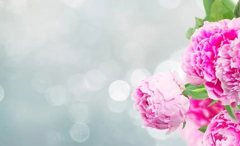 Pink peonies border Foto stock