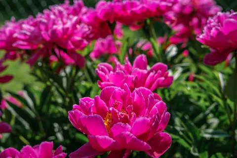 Pink peonies close-up. Foto stock