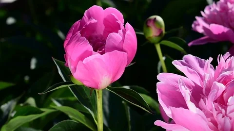 Pink peonies, closeup Stock Footage 110842506