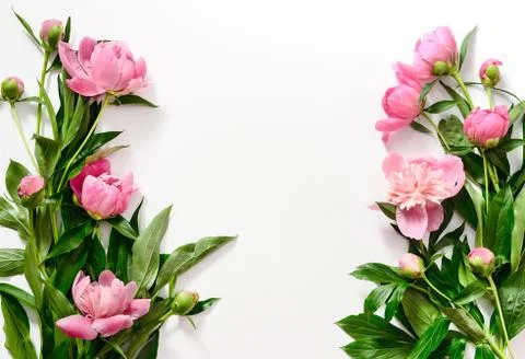 Pink peonies composition on white with a space for a text Stock Photos