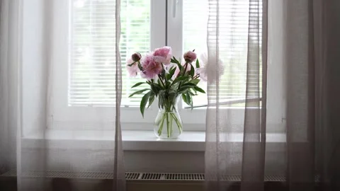 Pink peonies on cozy windowsill Stock Footage 336488685