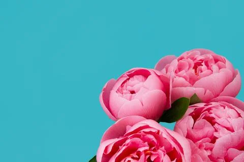 Pink Peonies with Dewdrops on Blue Stock Photos