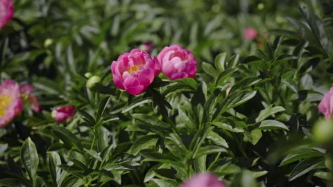 Pink peonies in a flower bed Stock Footage 158023826
