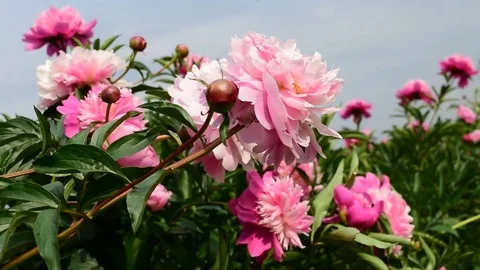 Pink peonies flowers Stock Footage 76471944